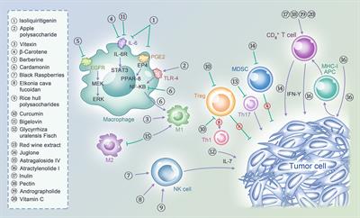 Can Natural Products be Used to Overcome the Limitations of Colorectal Cancer Immunotherapy?